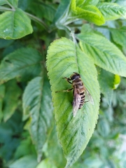 Eristalis cerealis