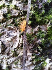 Diekeana admirabilis