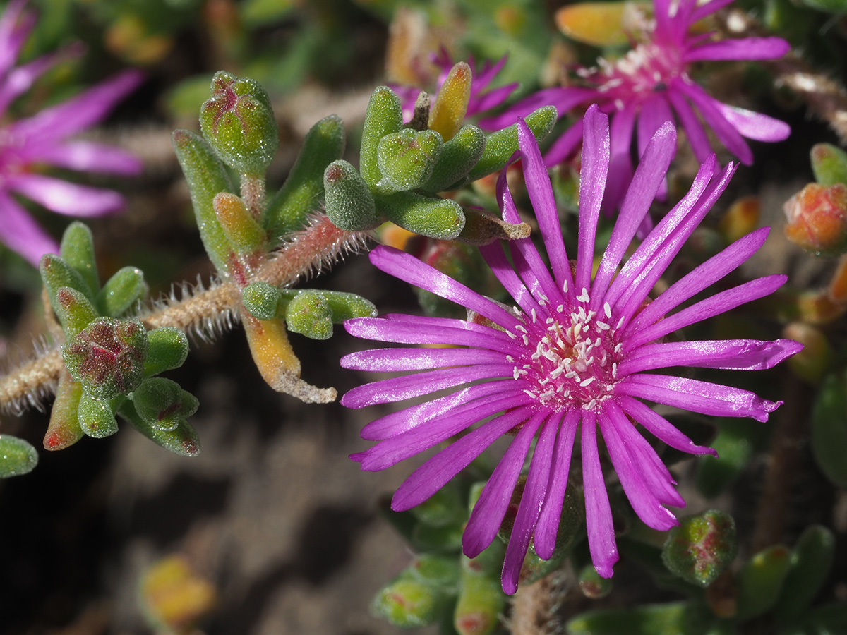 Drosanthemum hispidum
