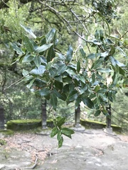 Quercus tarokoensis