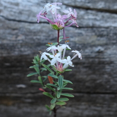 Pimelea alpina