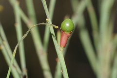 Santalaceae
