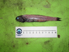 Lancet Fish photo 3