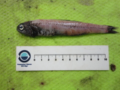 Lancet Fish photo 2