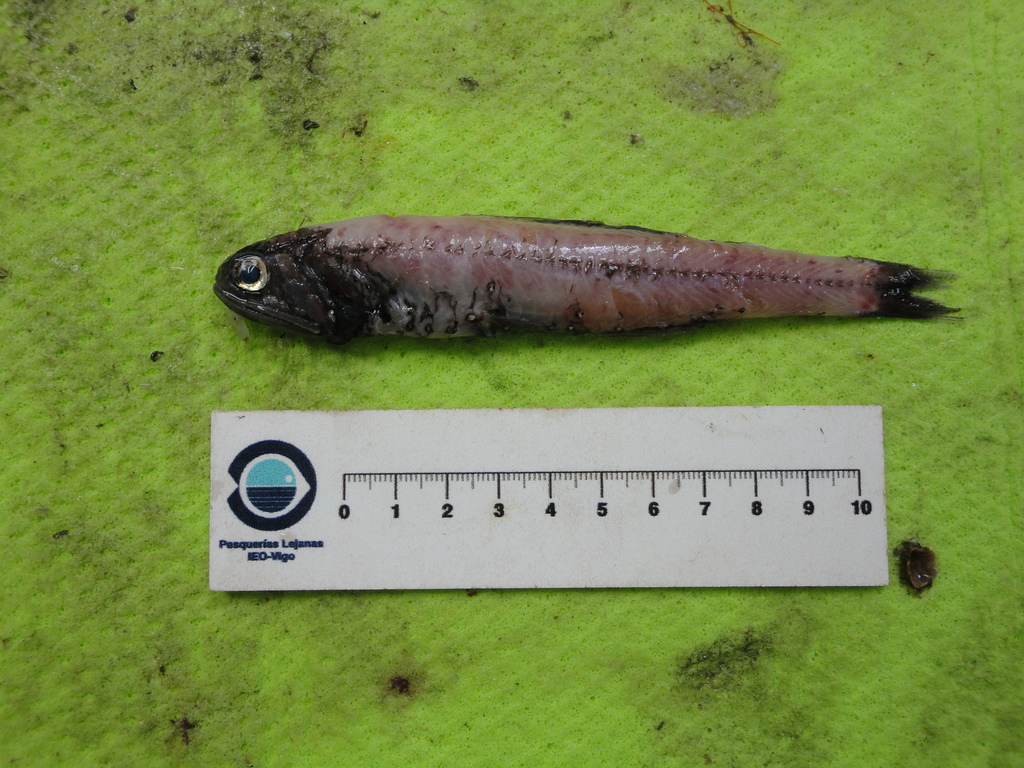 Lancet Fish