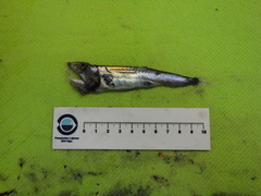 Omosudis lowii