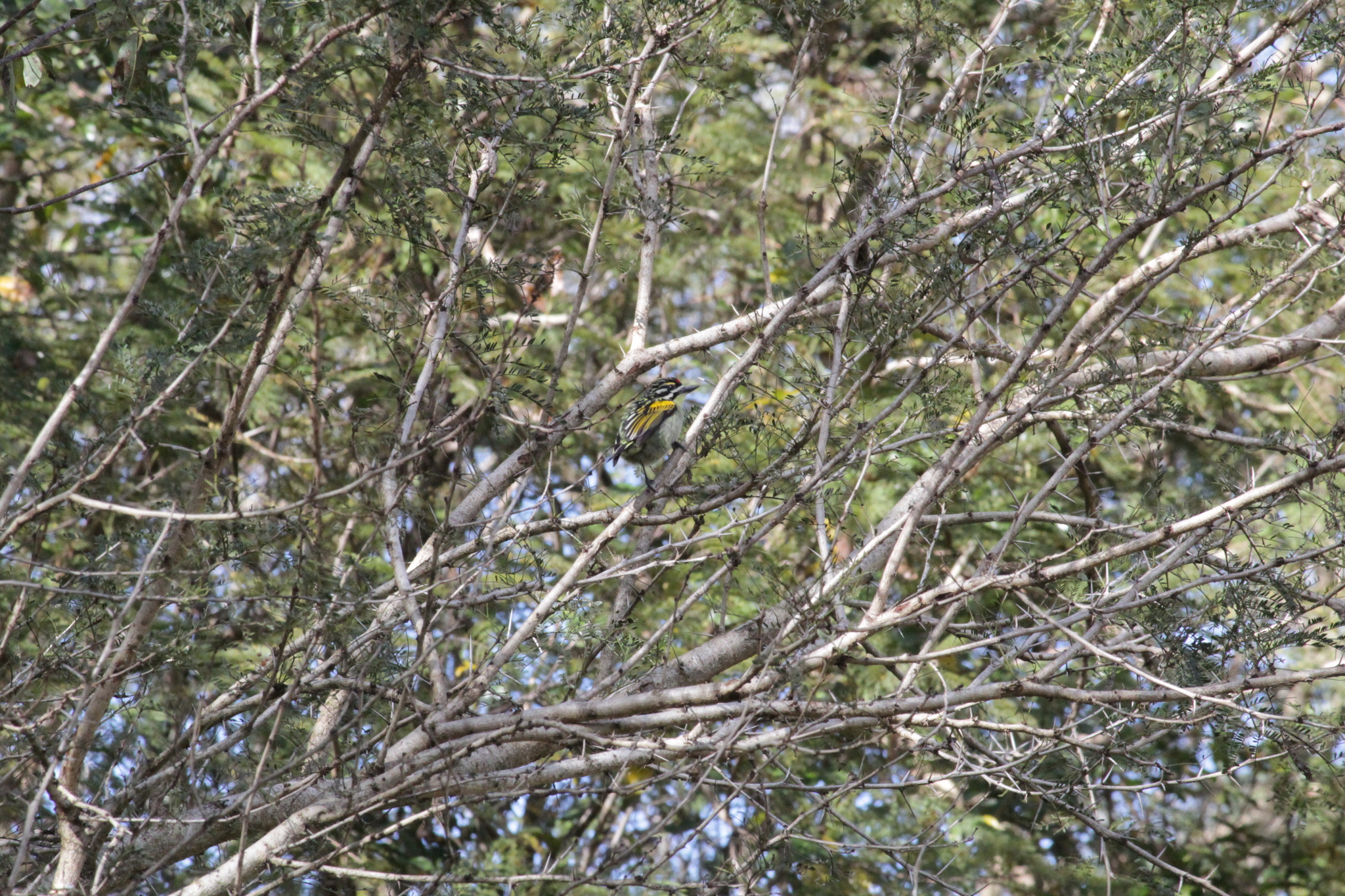 Southern Red-fronted Tinkerbird (Pogoniulus pusillus), photo 10