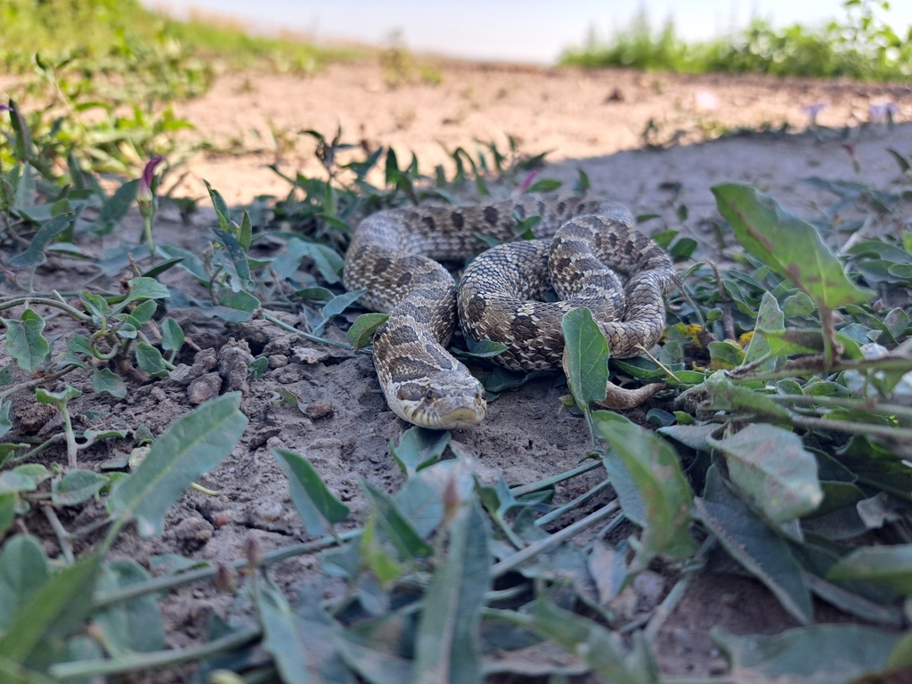 Plains Hognose Snake from Loess Canyons BUL, Lincoln County, Nebraska