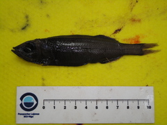 Normichthys operosus