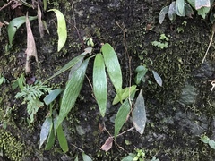 Antrophyum formosanum