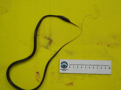 Nemichthys scolopaceus