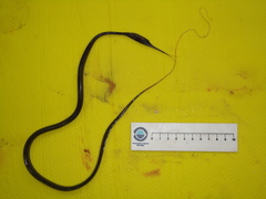 Nemichthys scolopaceus