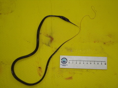 Nemichthys scolopaceus