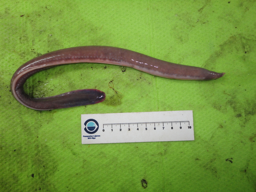 Girard's Hagfish