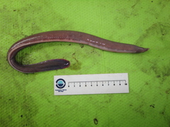 Girard's Hagfish photo 1