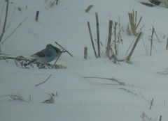Pyrrhula pyrrhula cineracea