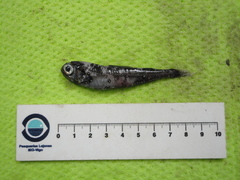 Spotted Lanternfish photo 4