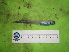 Atlantic Soft Pout photo 3