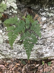 Hypodematium crenatum