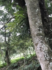 Haplopteris elongata