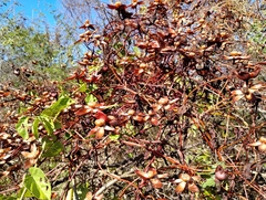 Operculina hamiltonii, photograph Breno Figueiredo, CC BY, iNaturalist via GBIF