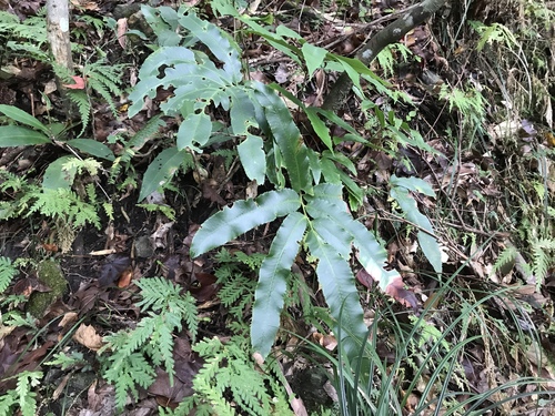 Dryopteris enneaphylla