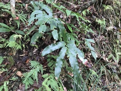 Dryopteris enneaphylla