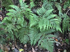 Ctenitis subglandulosa