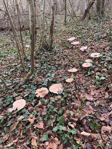 Infundibulicybe geotropa image