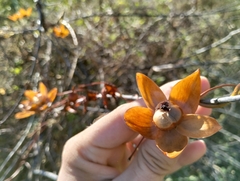 Operculina hamiltonii, photograph Breno Figueiredo, CC BY, iNaturalist via GBIF