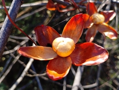 Operculina hamiltonii, photograph Breno Figueiredo, CC BY, iNaturalist via GBIF