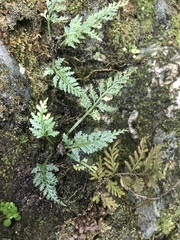 Asplenium ritoense
