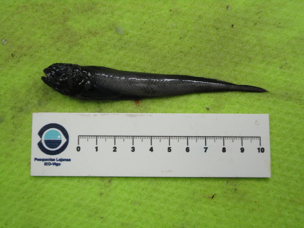Arrowtail