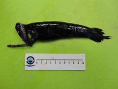 Loosejaw photo 2
