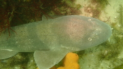 Brachaelurus waddi
