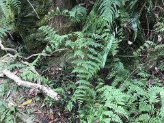 Dennstaedtia scandens