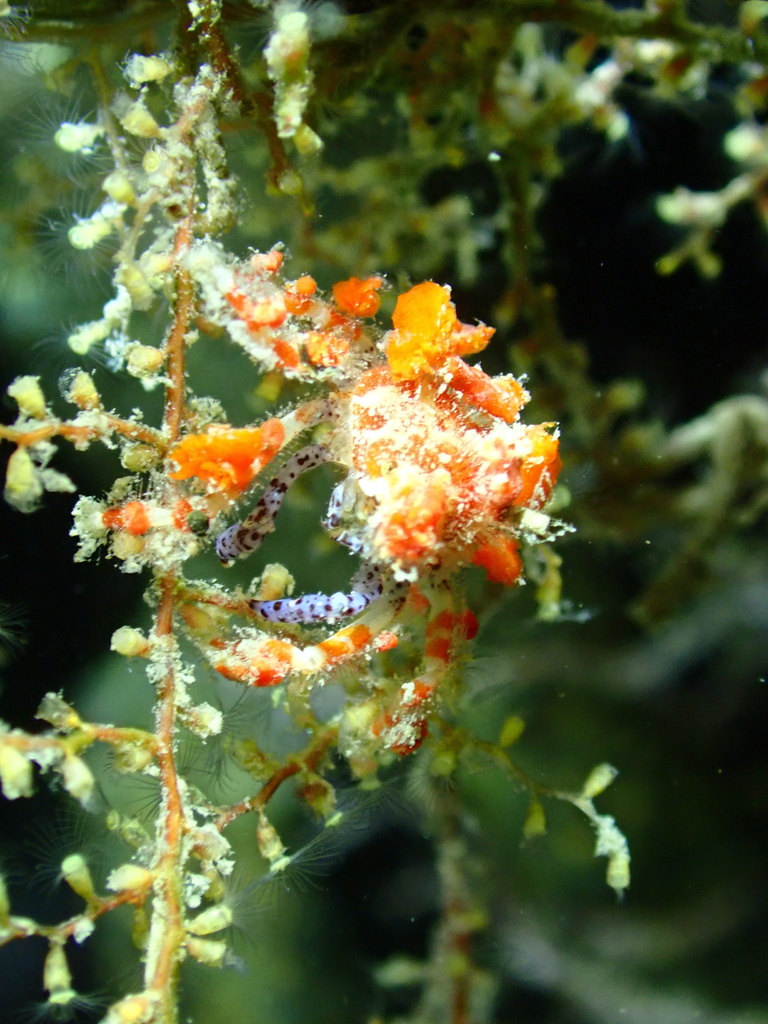 cryptic teardrop crab
