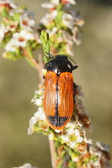 Castiarina rufipennis
