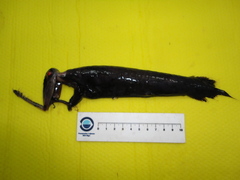 Loosejaw photo 4