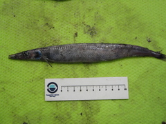 Magnisudis atlantica