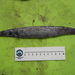 Duckbill Barracudina - Photo (c) Gonzalo Mucientes Sandoval, some rights reserved (CC BY-NC-SA), uploaded by Gonzalo Mucientes Sandoval