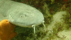 Brachaelurus waddi