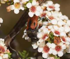 Castiarina delectabilis