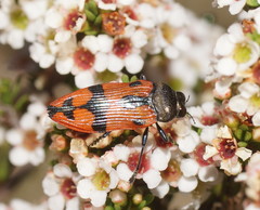 Castiarina delectabilis