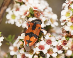 Castiarina delectabilis
