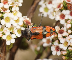 Castiarina delectabilis