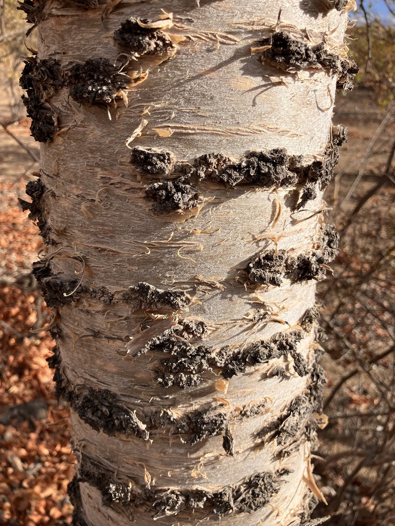 Commiphora viminea, D3674, Musina, LP, ZA