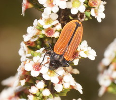 Castiarina erythroptera