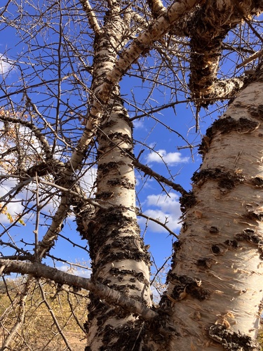Commiphora viminea