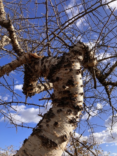 Commiphora viminea